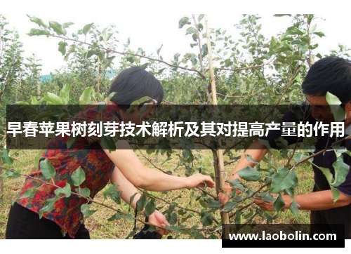 早春苹果树刻芽技术解析及其对提高产量的作用